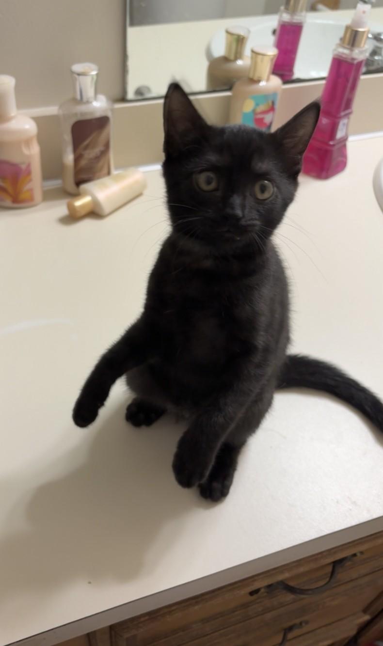 Sadie, ADOPTABLE, Kitten Female Domestic Short Hair.