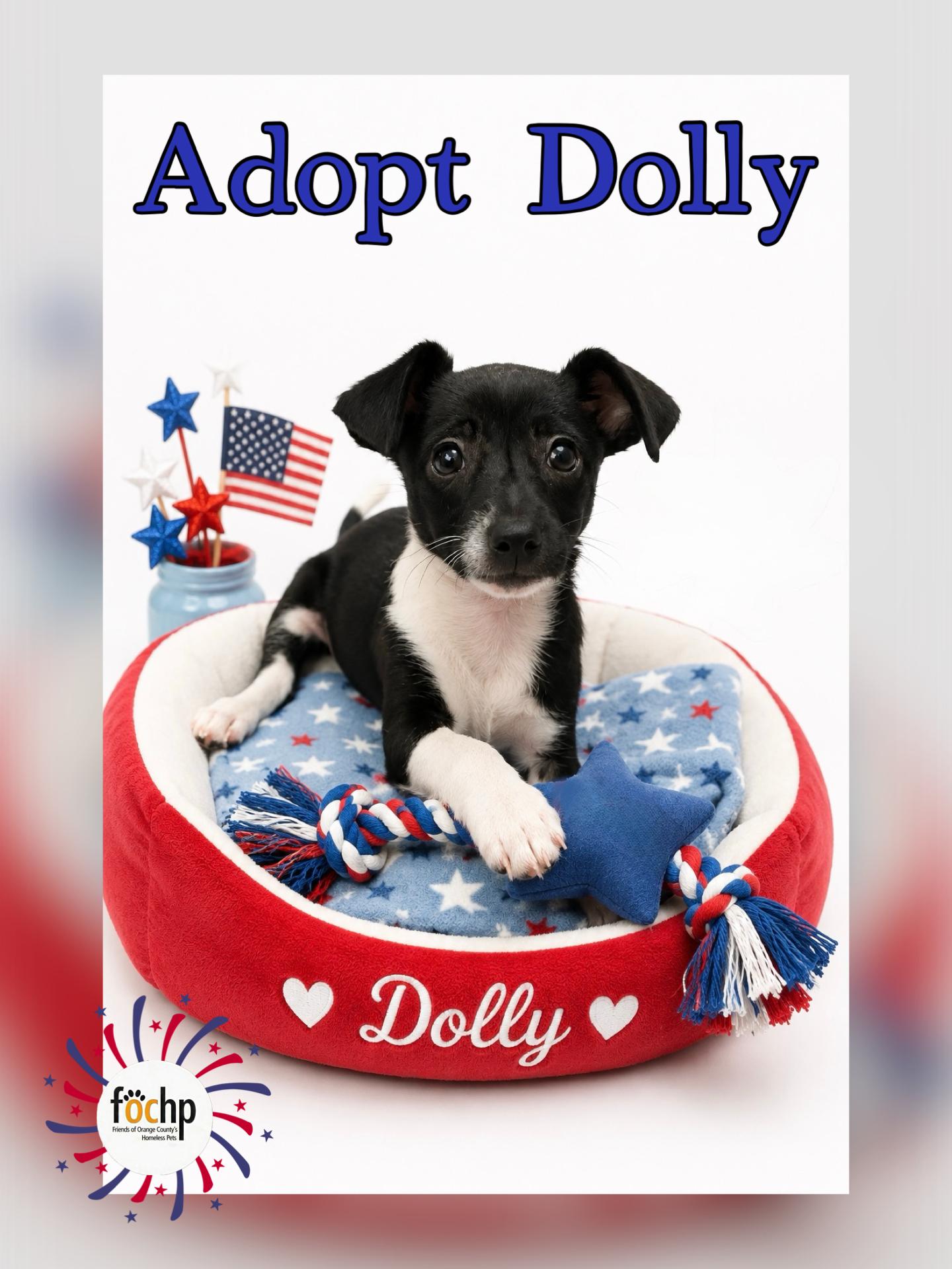 Enlarge Dolly, a Adopted mixed breed in Orange, CA image 1/1