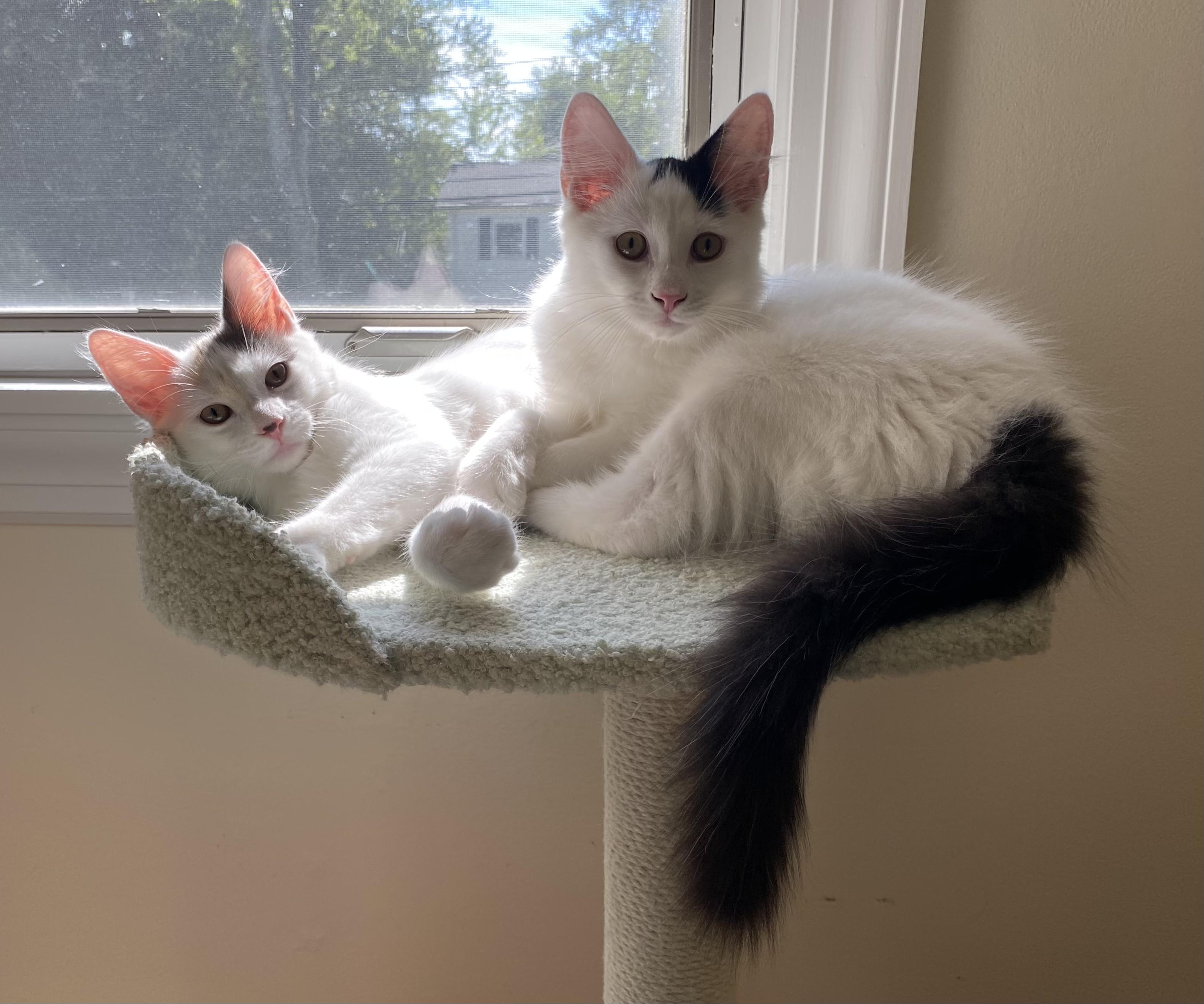 Chip & Bean, a Adoptable Domestic Medium Hair in Allentown, NJ image 3/6