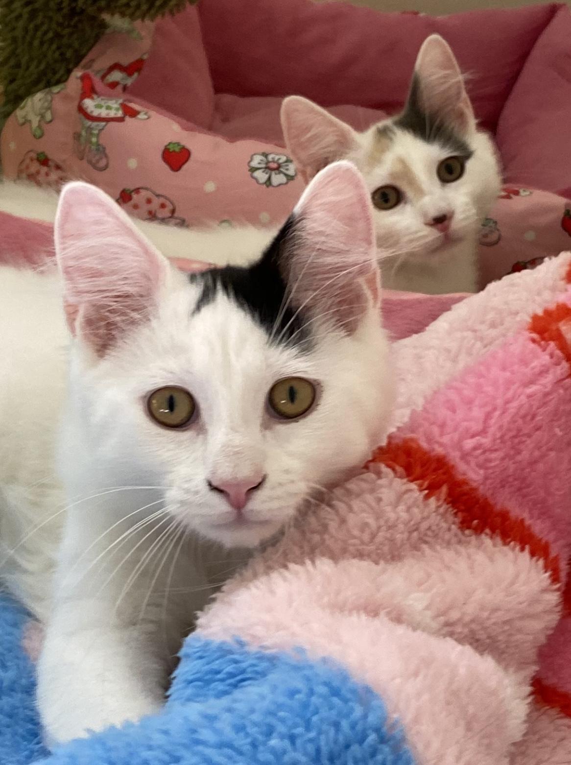 Chip & Bean, a Adoptable Domestic Medium Hair in Allentown, NJ image 4/6