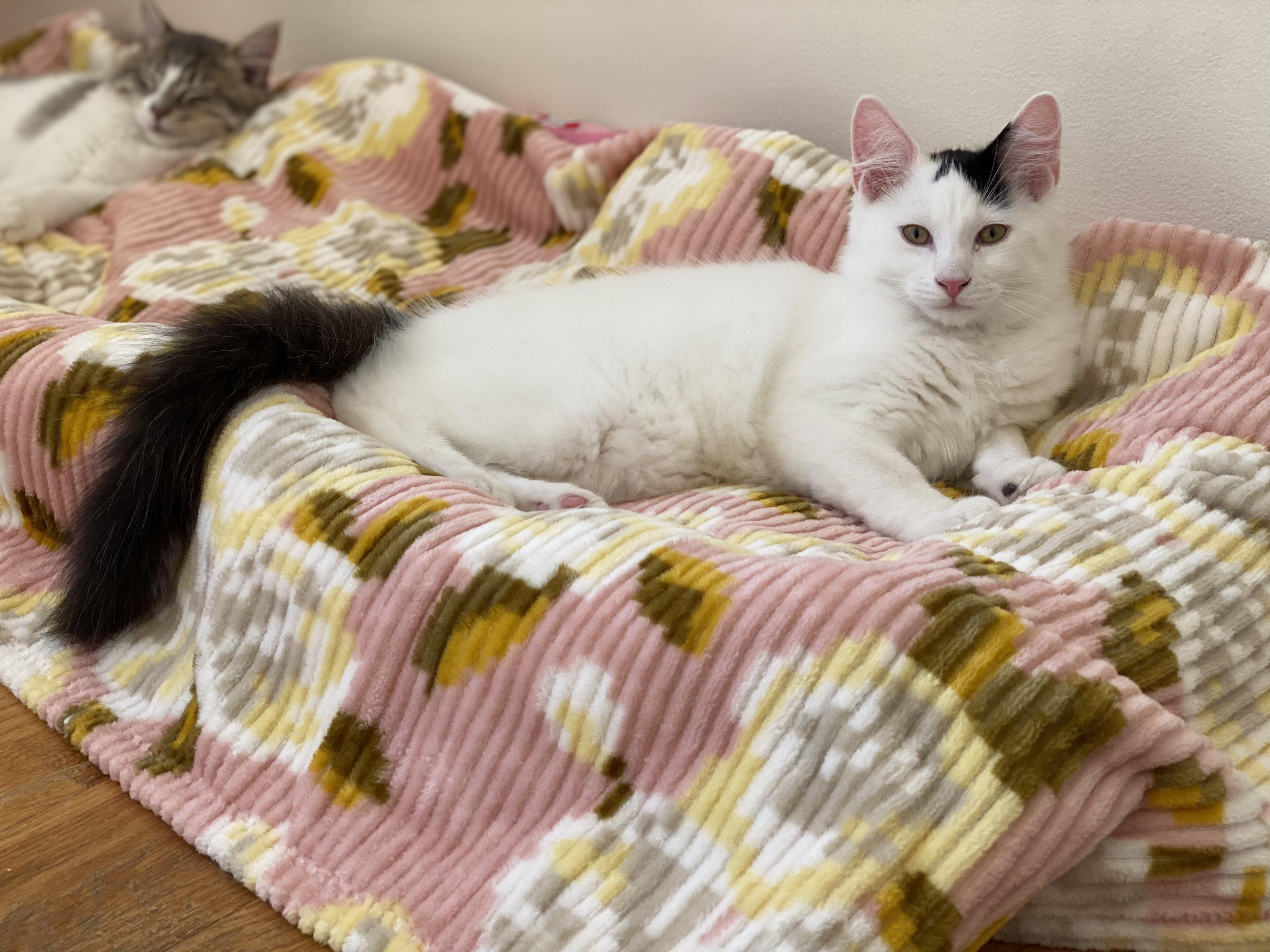 Chip & Bean, a Adoptable Domestic Medium Hair in Allentown, NJ image 6/6