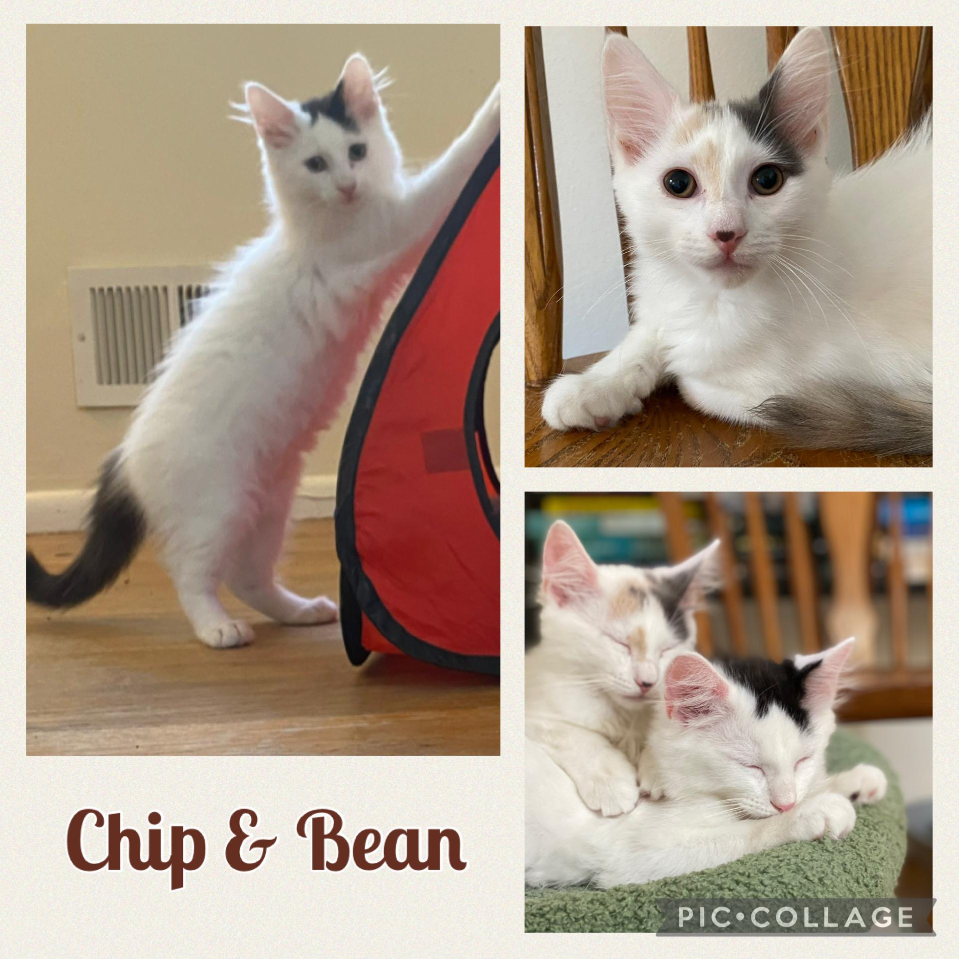 Chip & Bean, Adoptable, Kitten Male Domestic Medium Hair.
