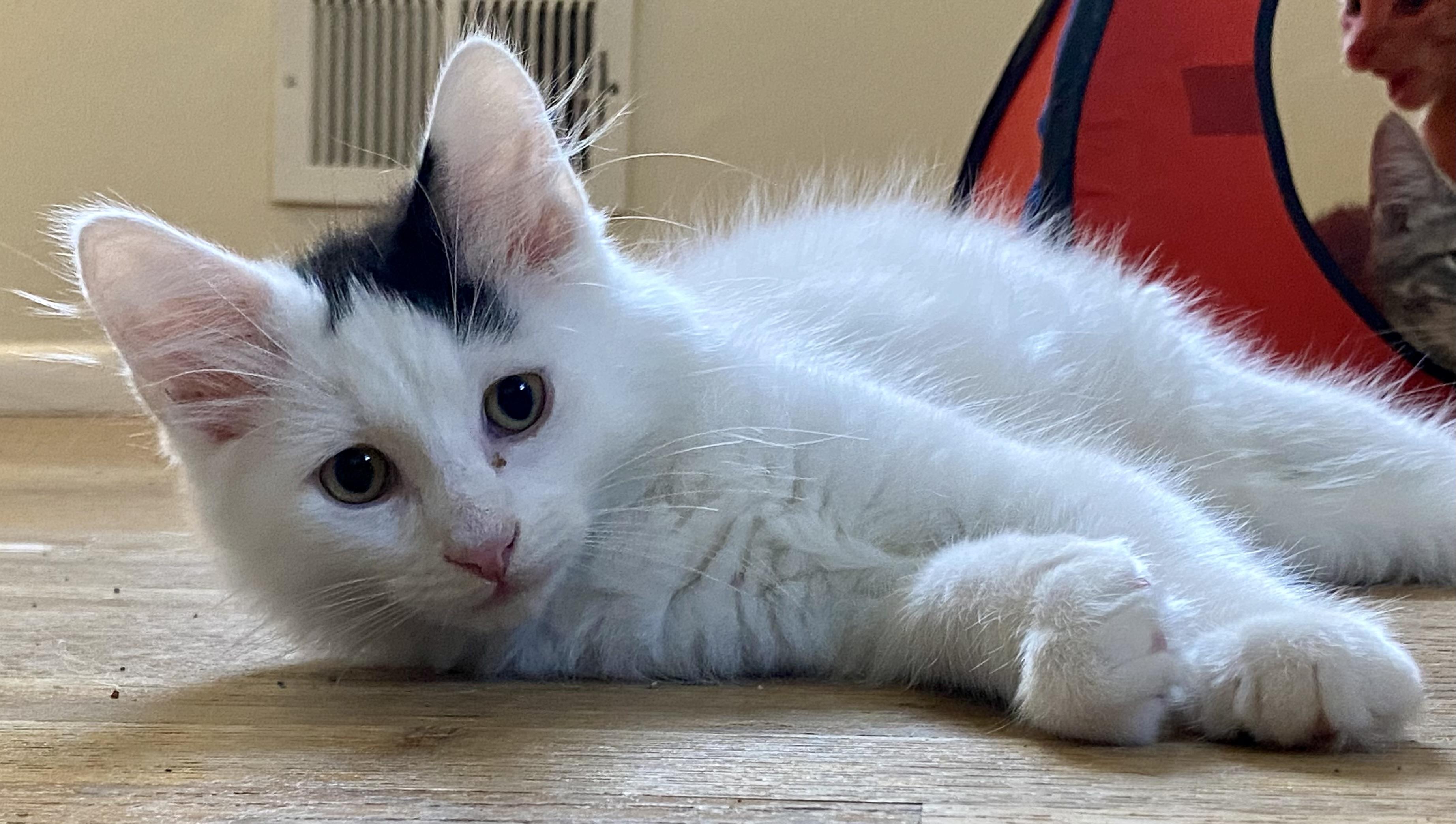 Chip & Bean, a Adoptable Domestic Medium Hair in Allentown, NJ image 2/6