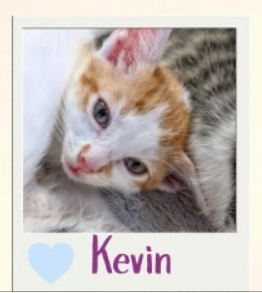 Kevin, Adopted, Kitten Male Domestic Short Hair.