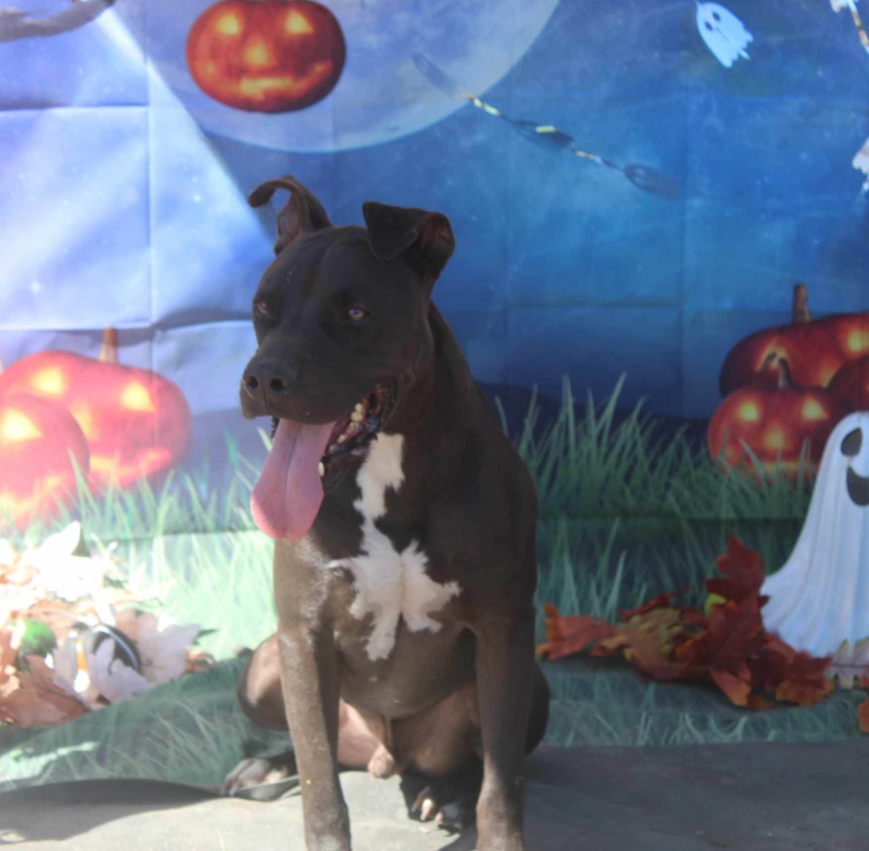 Enlarge Zorro, a Adoptable mixed breed in Kempner, TX image 10/12