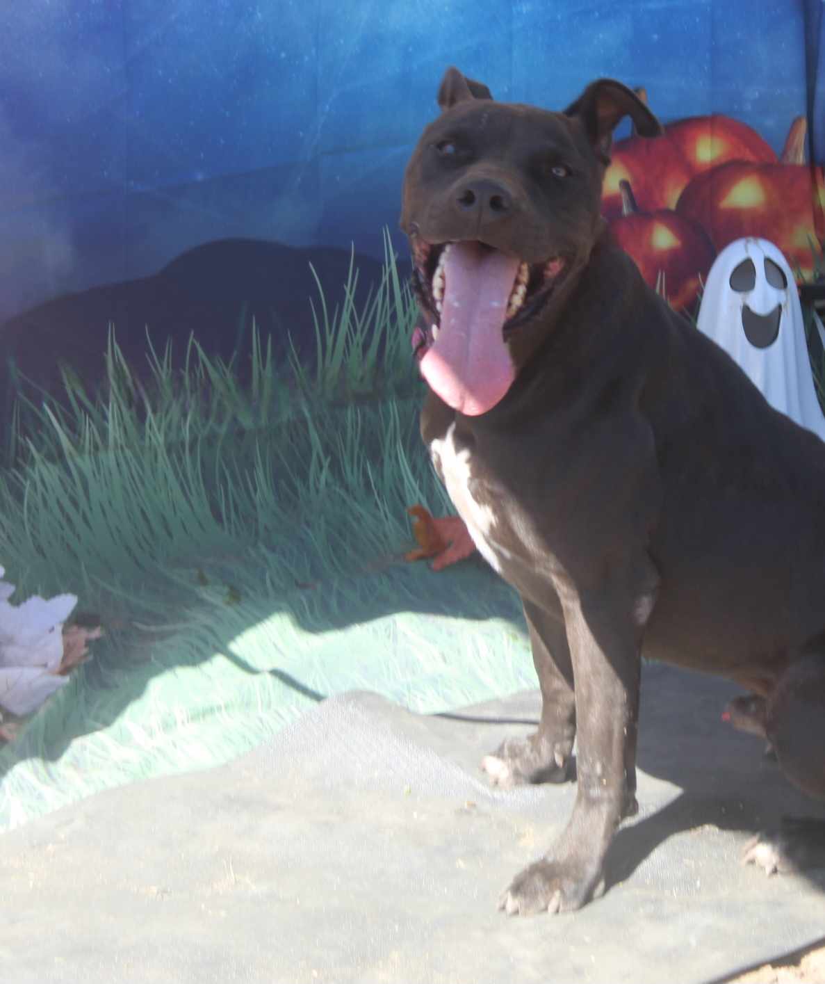 Enlarge Zorro, a Adoptable mixed breed in Kempner, TX image 9/12