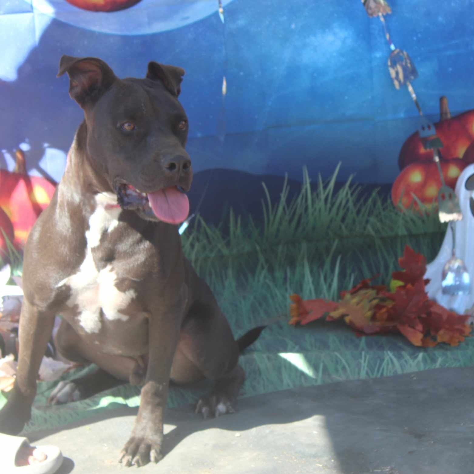 Enlarge Zorro, a Adoptable mixed breed in Kempner, TX image 8/12