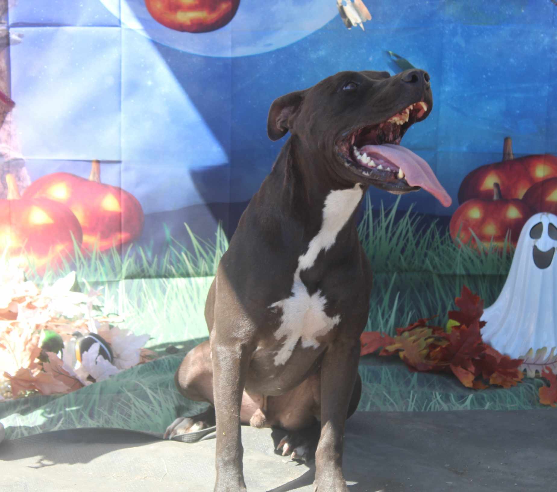 Enlarge Zorro, a Adoptable mixed breed in Kempner, TX image 11/12