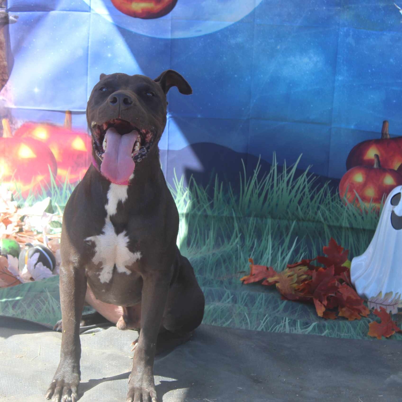 Zorro, a Adoptable mixed breed in Kempner, TX image 1/12