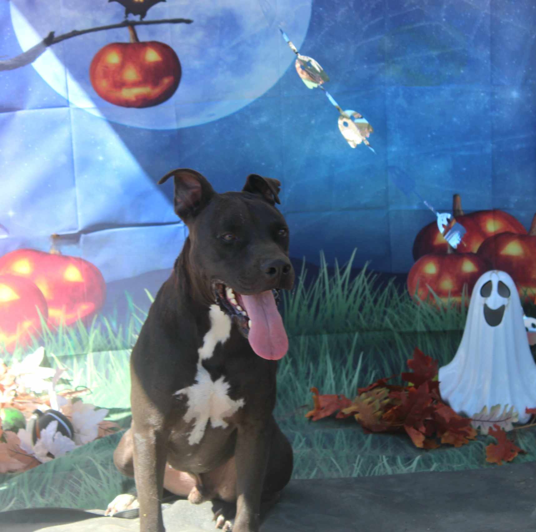 Enlarge Zorro, a Adoptable mixed breed in Kempner, TX image 12/12