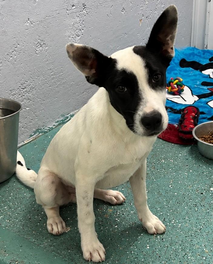 Enlarge Rio, a Found mixed breed in Seven Points, TX image 1/1