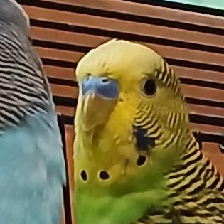 Enlarge Pickles, a Adoptable Parakeet (Other) in Grand Rapids, MN image 3/3