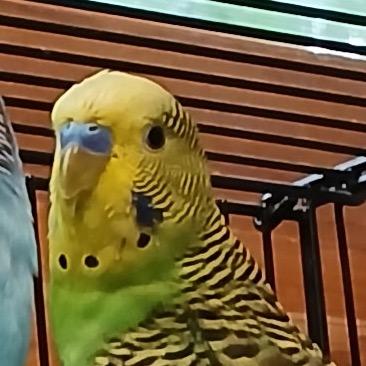 Pickles, Adoptable, Adult Male Parakeet (Other).