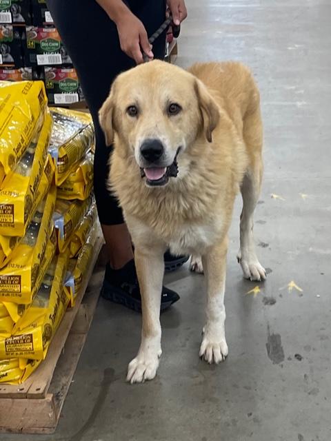 Champ, Adoptable, Adult Male Yellow Labrador Retriever & Great Pyrenees.