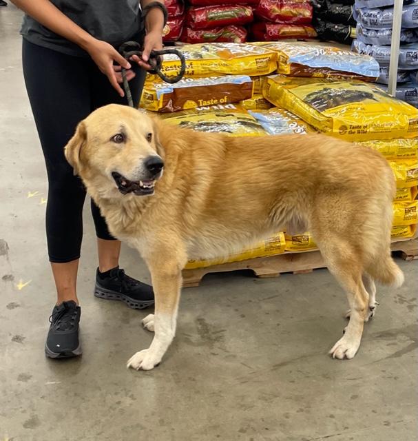 Enlarge Champ, a Adoptable mixed breed in Cairo, GA image 2/5