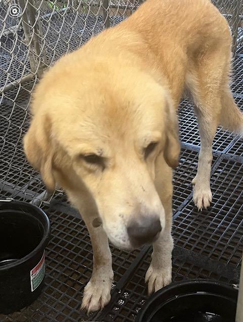 Enlarge Champ, a Adoptable mixed breed in Cairo, GA image 5/5