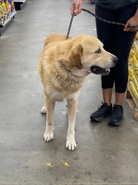 Enlarge Champ, a Adoptable mixed breed in Cairo, GA image 4/5