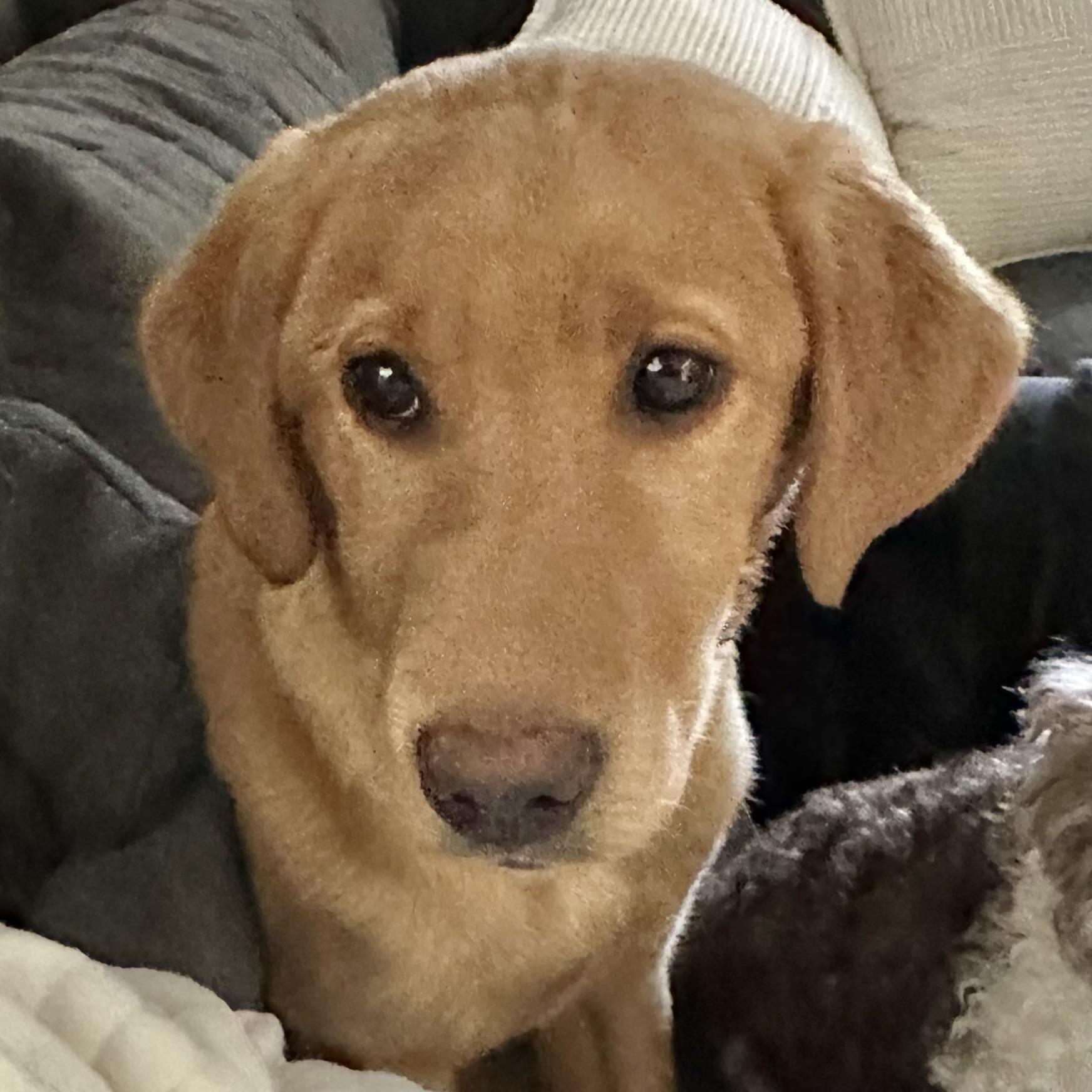 RUBY - Mama Rhea, ADOPTABLE, Puppy Female Labrador Retriever.