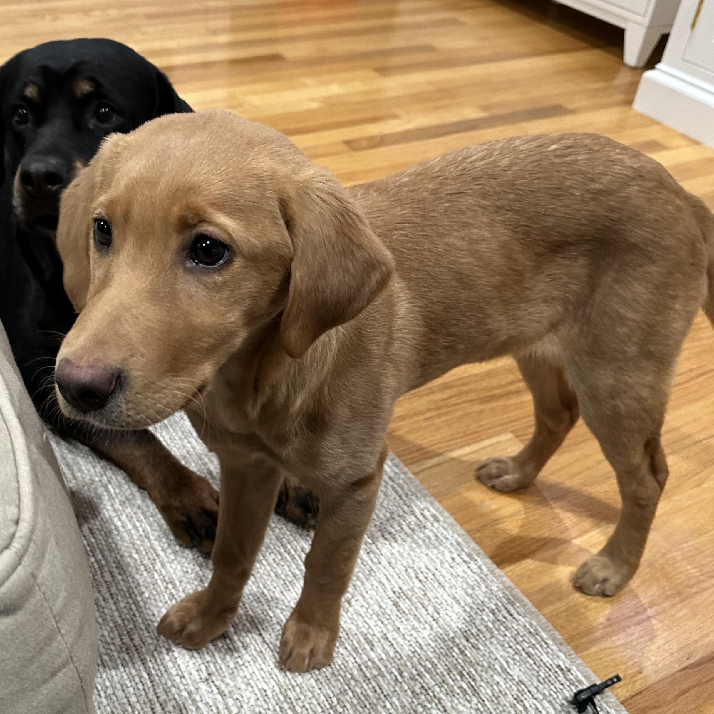 Enlarge RUBY - Mama Rhea, a ADOPTABLE Labrador Retriever in Pittstown, NJ image 2/3