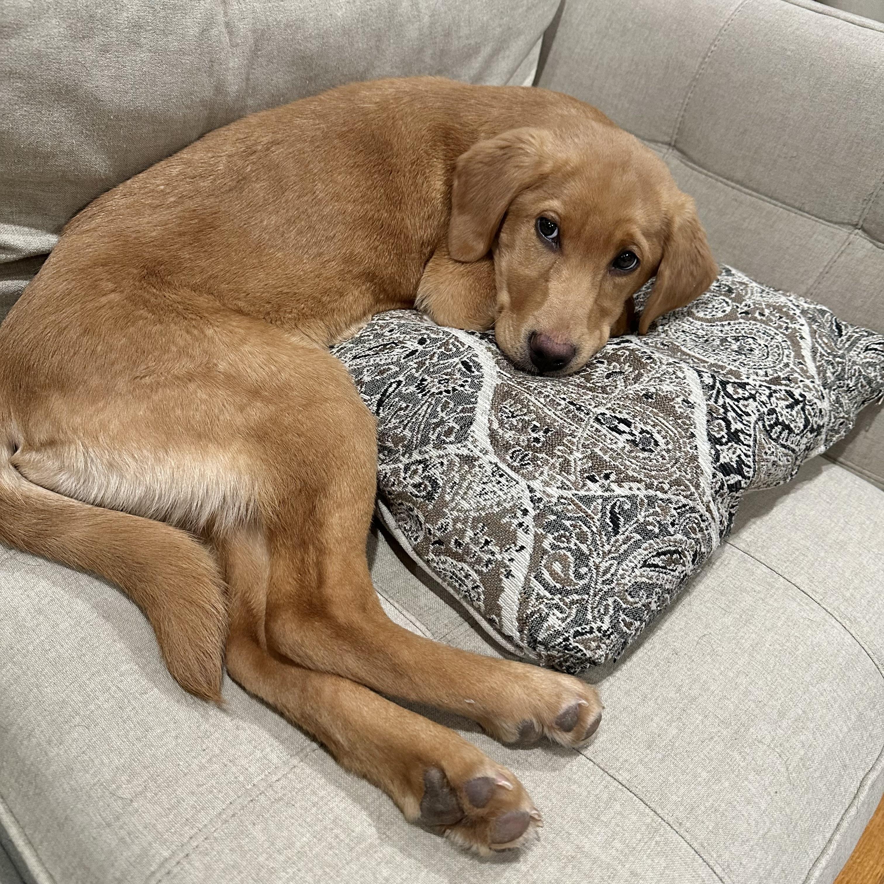 Enlarge RUBY - Mama Rhea, a ADOPTABLE Labrador Retriever in Pittstown, NJ image 3/3