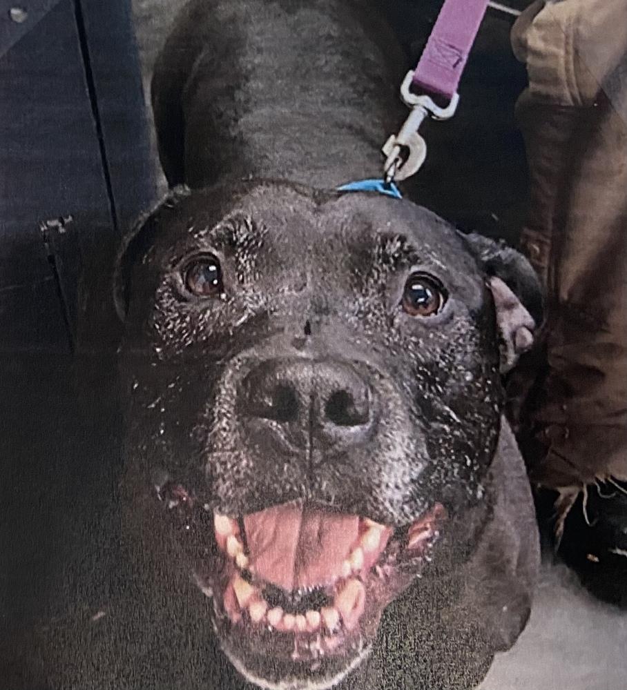 Joe, Adoptable, Adult Male American Bulldog & Labrador Retriever.