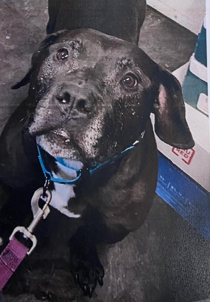 Joe, a Adoptable mixed breed in Fort Madison, IA image 2/2