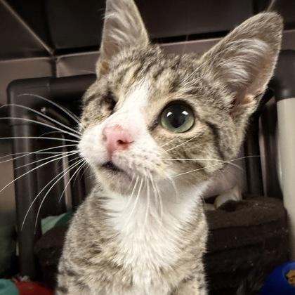 Enlarge Sully, an adopted Domestic Short Hair in North Myrtle Beach, SC image 3/3