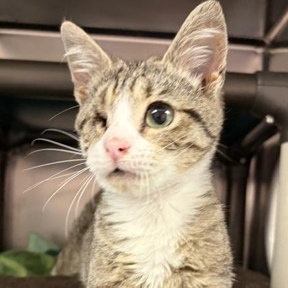 Enlarge Sully, an adopted Domestic Short Hair in North Myrtle Beach, SC image 2/3