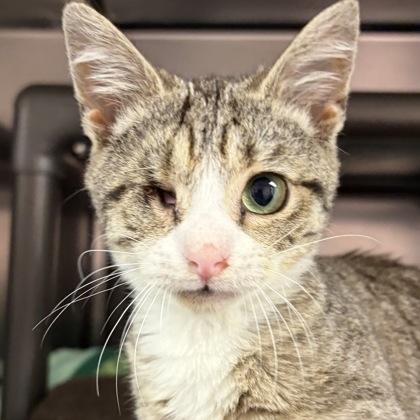 Enlarge Sully, an adopted Domestic Short Hair in North Myrtle Beach, SC image 1/3