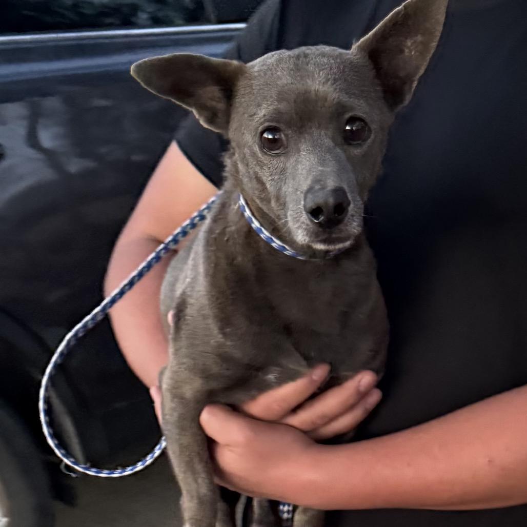 Yoda, Adoptable, Adult Male Chihuahua & Mixed Breed.
