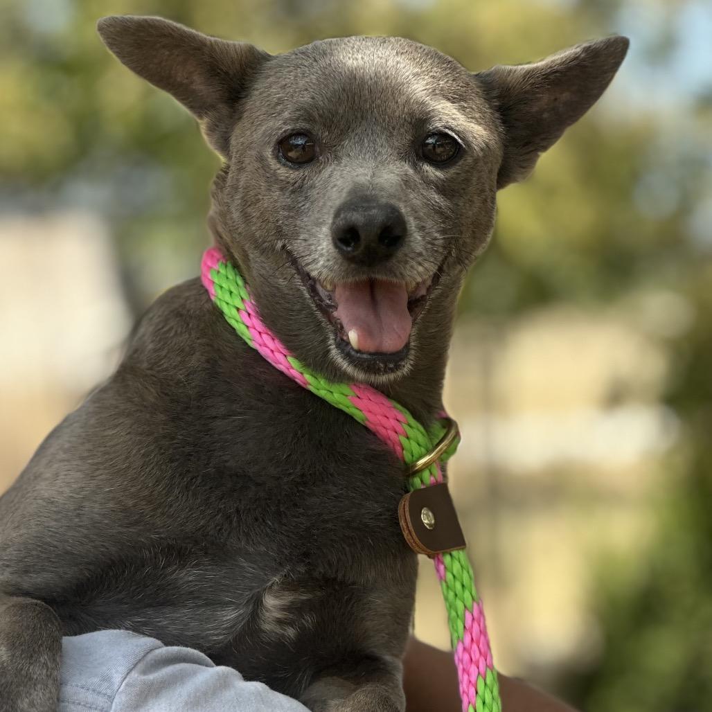 Enlarge Yoda, a Adoptable mixed breed in Hagerstown, MD image 2/3