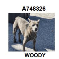 Enlarge Yoda, a Adoptable mixed breed in Hagerstown, MD image 3/3