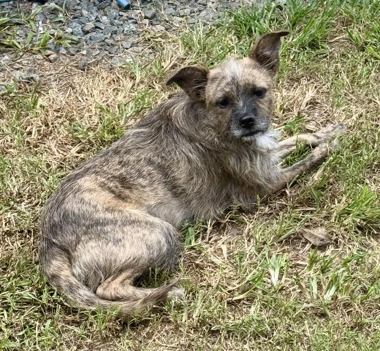 Hattie, a ADOPTABLE mixed breed in Maiden, NC image 3/3