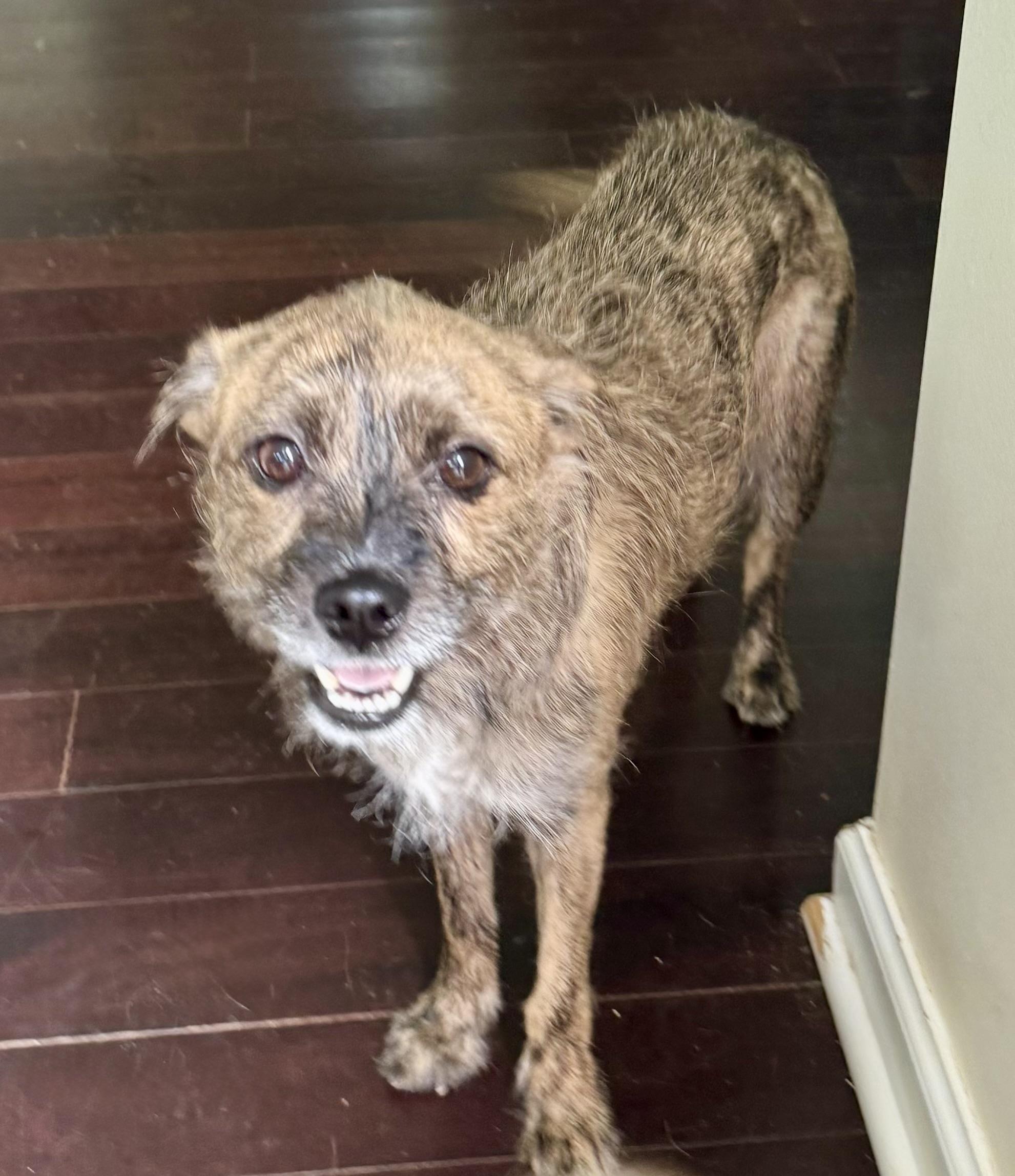 Hattie, ADOPTABLE, Young Female Terrier.