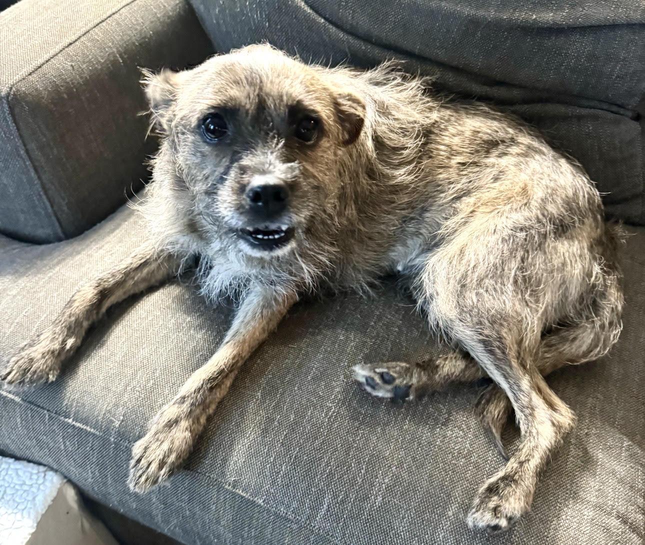 Enlarge Hattie, a Adoptable mixed breed in Maiden, NC image 2/6