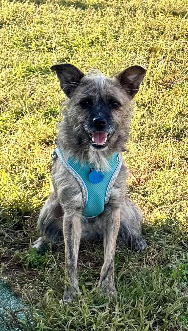 Enlarge Hattie, a Adoptable mixed breed in Maiden, NC image 1/6