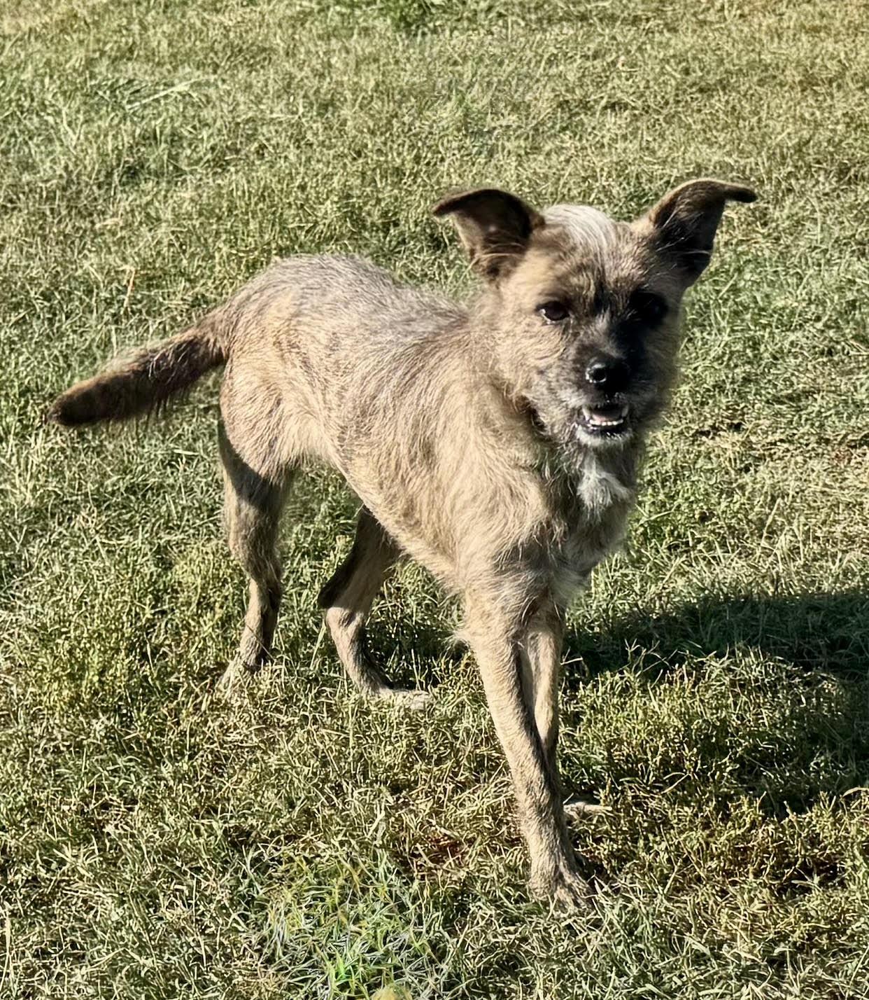 Enlarge Hattie, a Adoptable mixed breed in Maiden, NC image 4/6