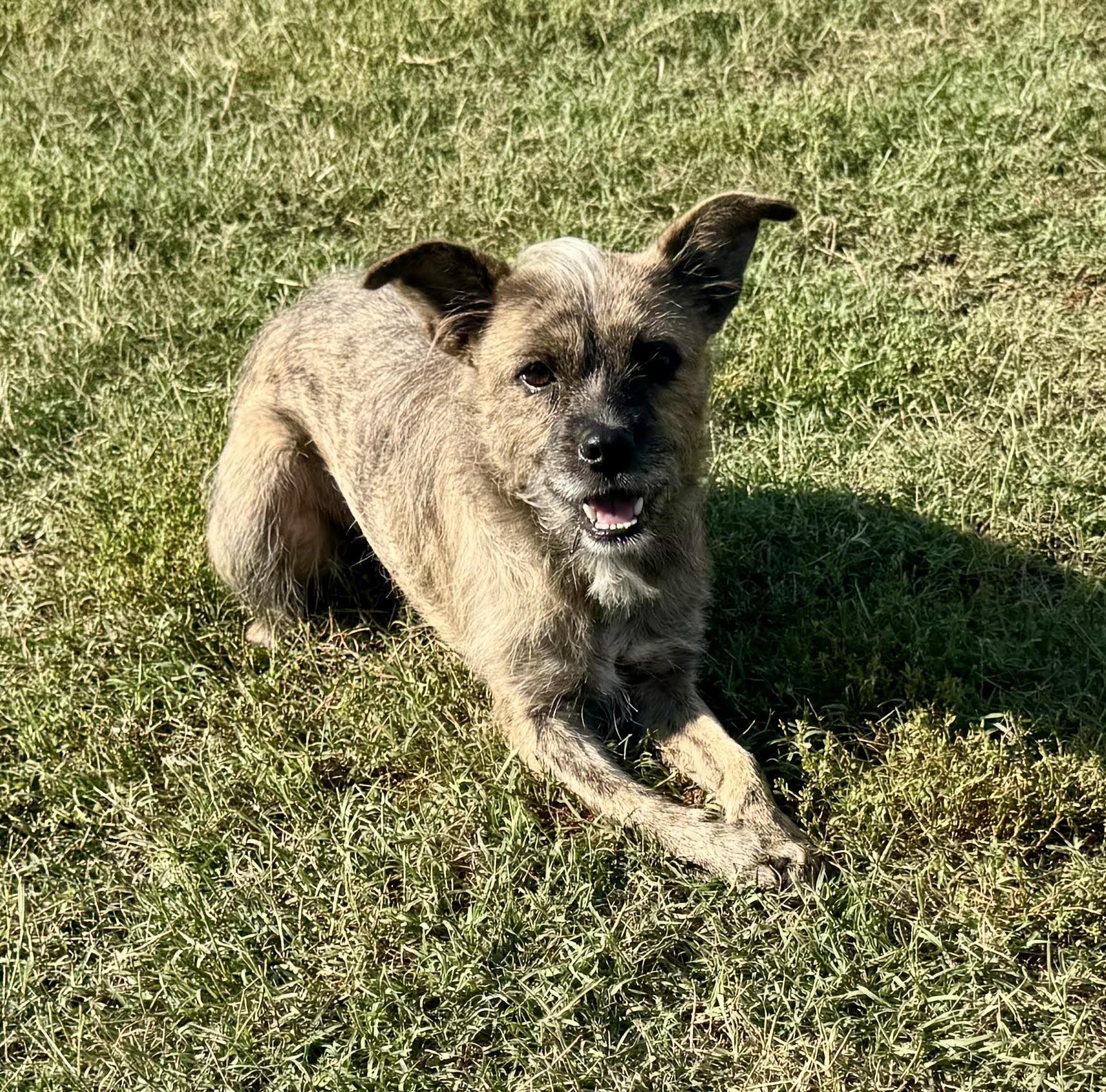 Enlarge Hattie, a Adoptable mixed breed in Maiden, NC image 3/6