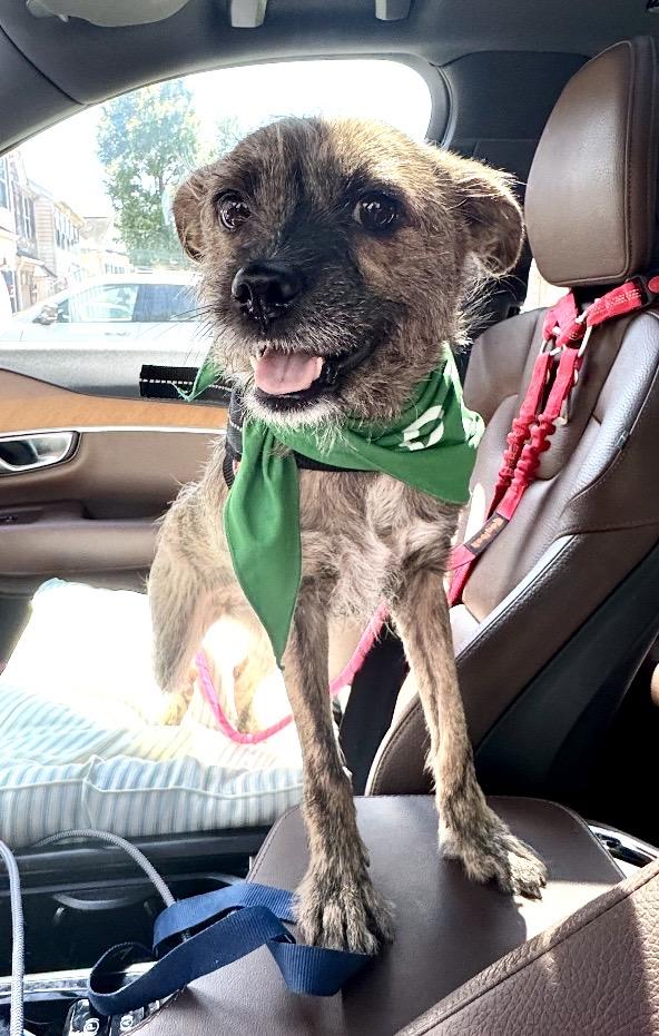 Enlarge Hattie, a Adoptable mixed breed in Maiden, NC image 5/6