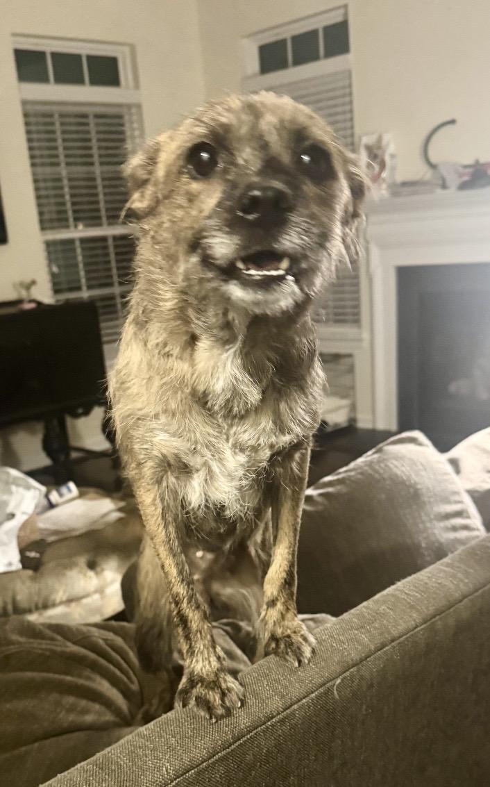 Hattie, a ADOPTABLE mixed breed in Maiden, NC image 2/3