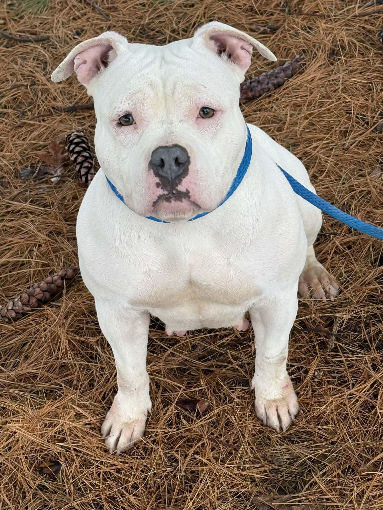 Enlarge Winter (in a FOSTER home), an adoptable Pit Bull Terrier in Springfield, IL image 2/2