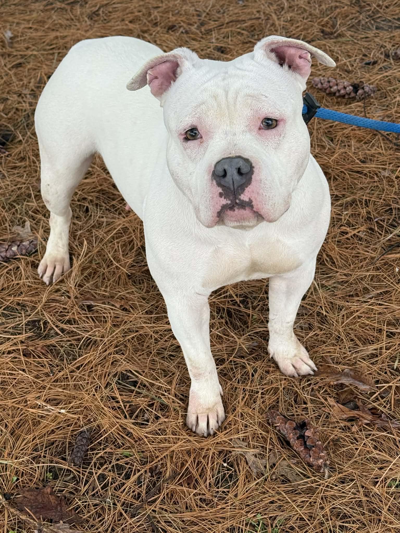 Winter (in a FOSTER home), adoptable, Adult Female Pit Bull Terrier.