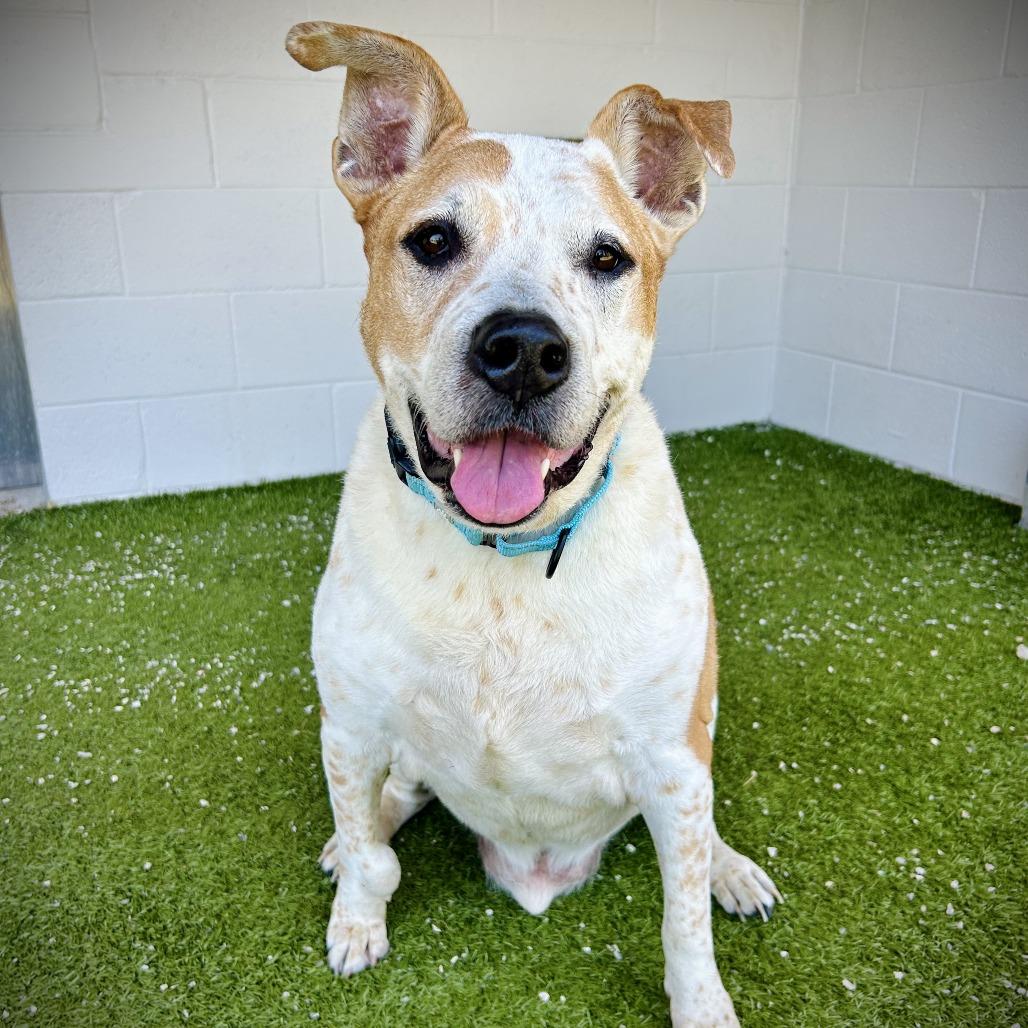 Cooper, Adoptable, Senior Male Mixed Breed & Mixed Breed.