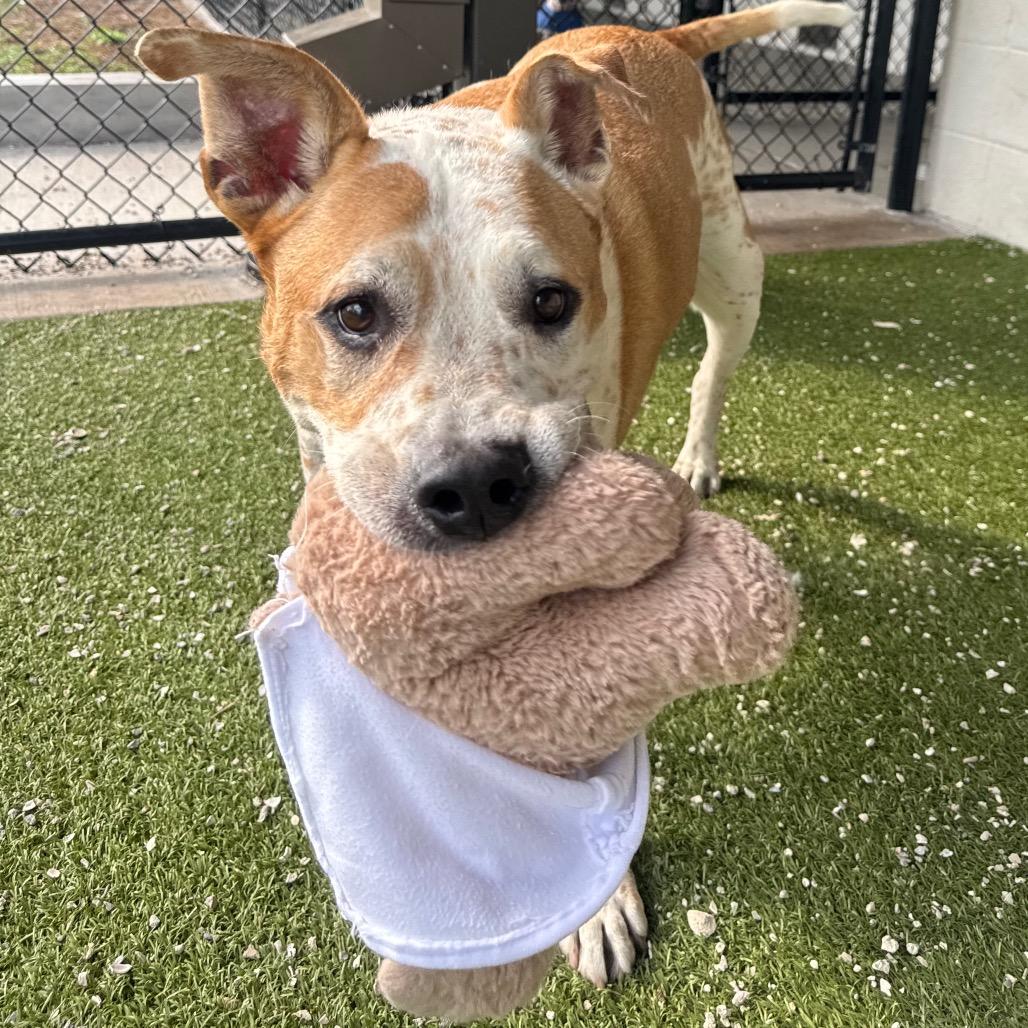 Cooper, a Adoptable mixed breed in Englewood, FL image 2/6