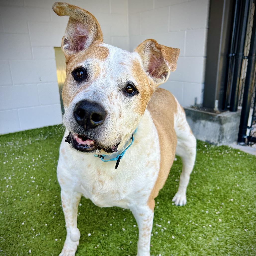 Cooper, a Adoptable mixed breed in Englewood, FL image 3/6