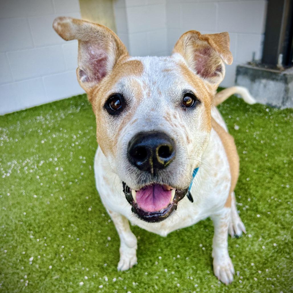 Cooper, a Adoptable mixed breed in Englewood, FL image 4/6
