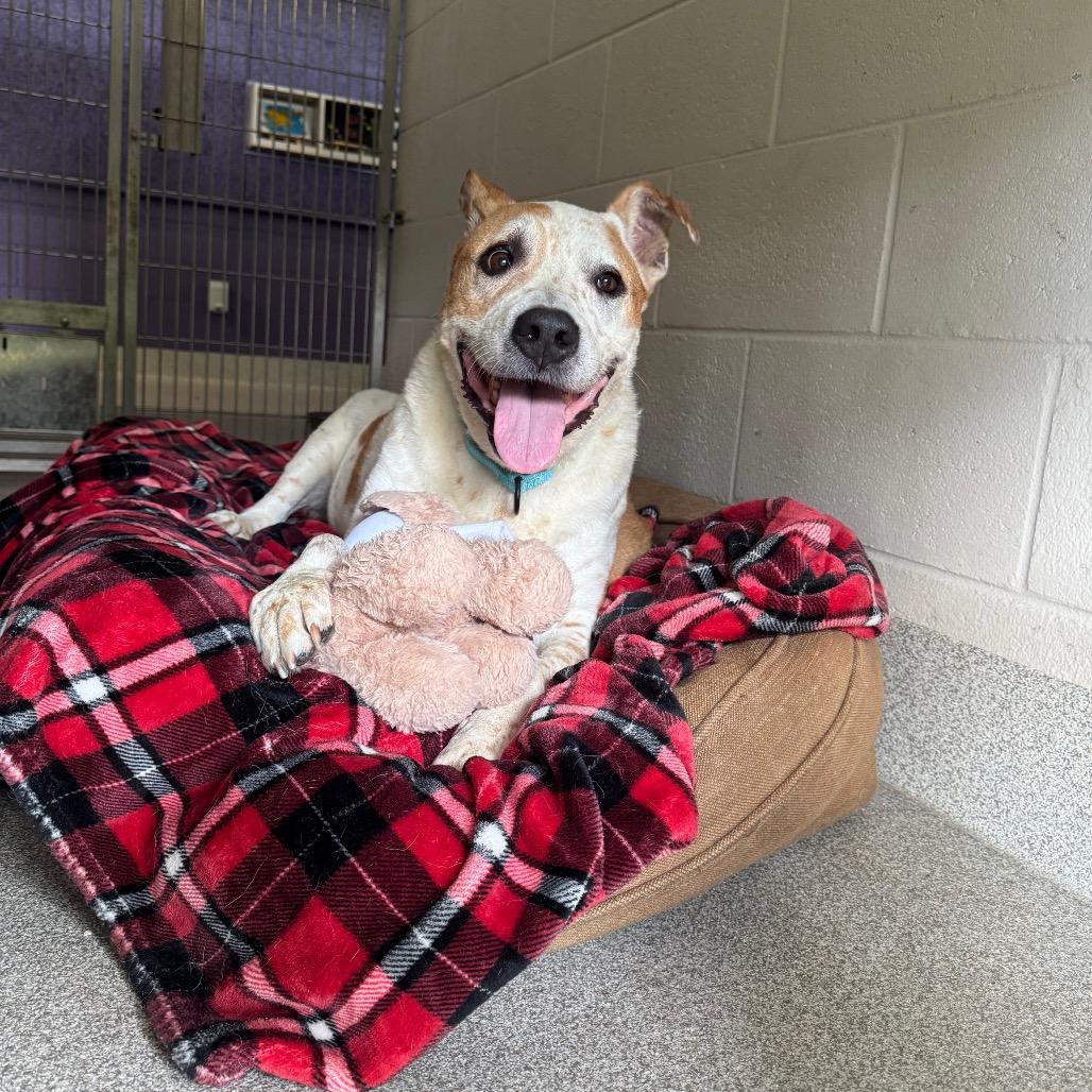 Cooper, a Adoptable mixed breed in Englewood, FL image 5/6