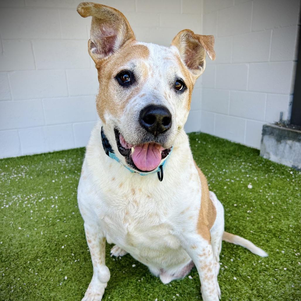 Cooper, a Adoptable mixed breed in Englewood, FL image 6/6
