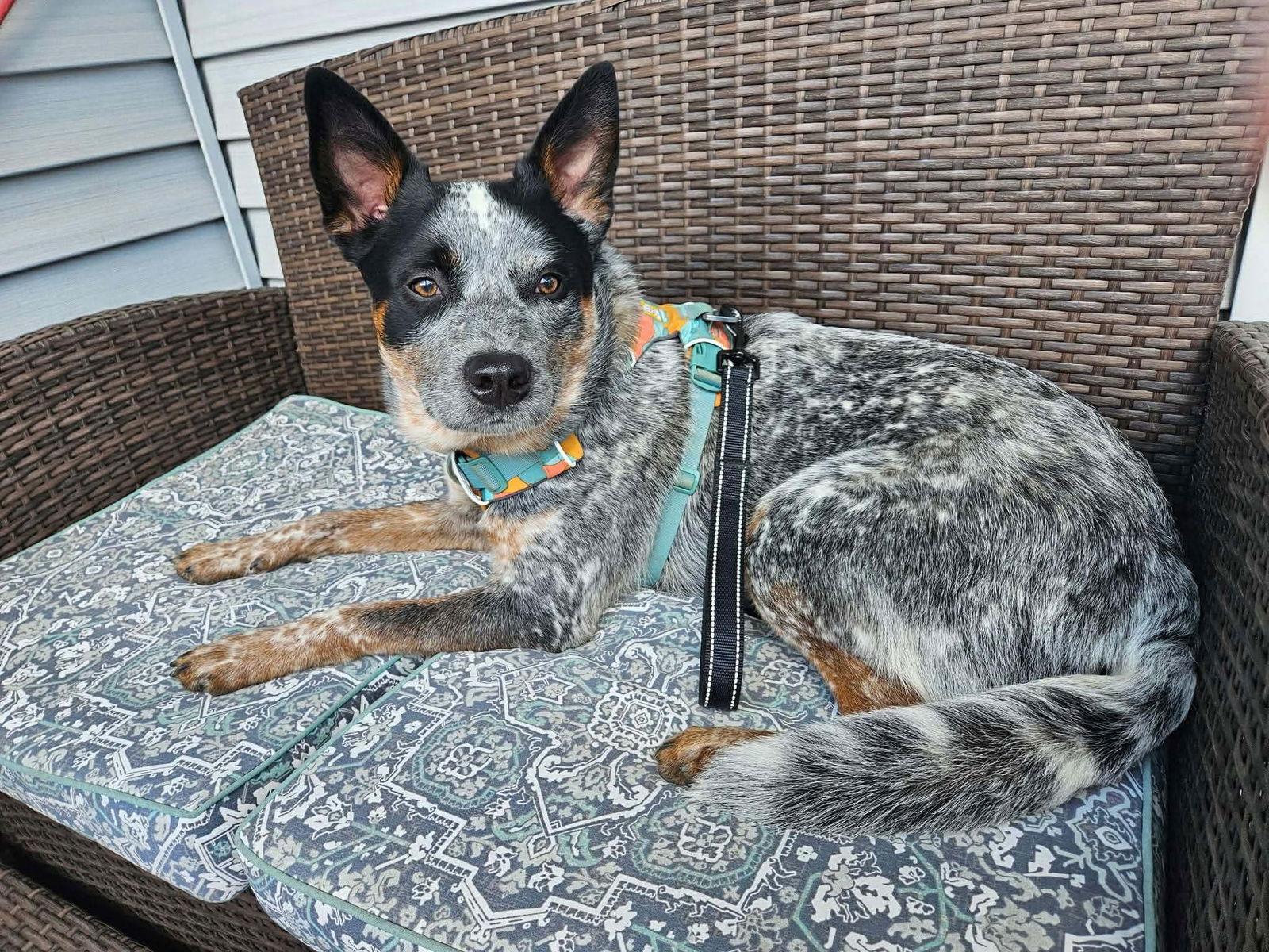 Enlarge Moby (URGENT Foster or Adopter Needed), a Adoptable Australian Cattle Dog / Blue Heeler in Westwood, NJ image 1/3