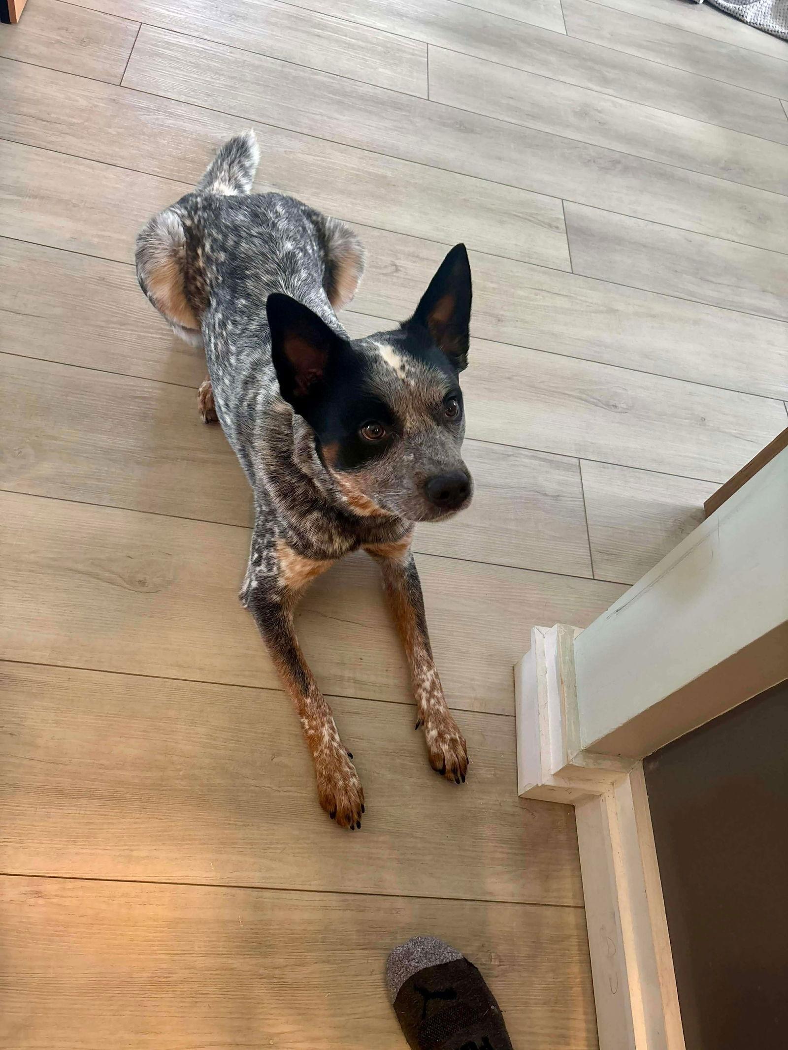 Enlarge Moby (URGENT Foster or Adopter Needed), a Adoptable Australian Cattle Dog / Blue Heeler in Westwood, NJ image 2/3